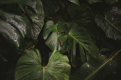贝母绿色植物的特写照片
